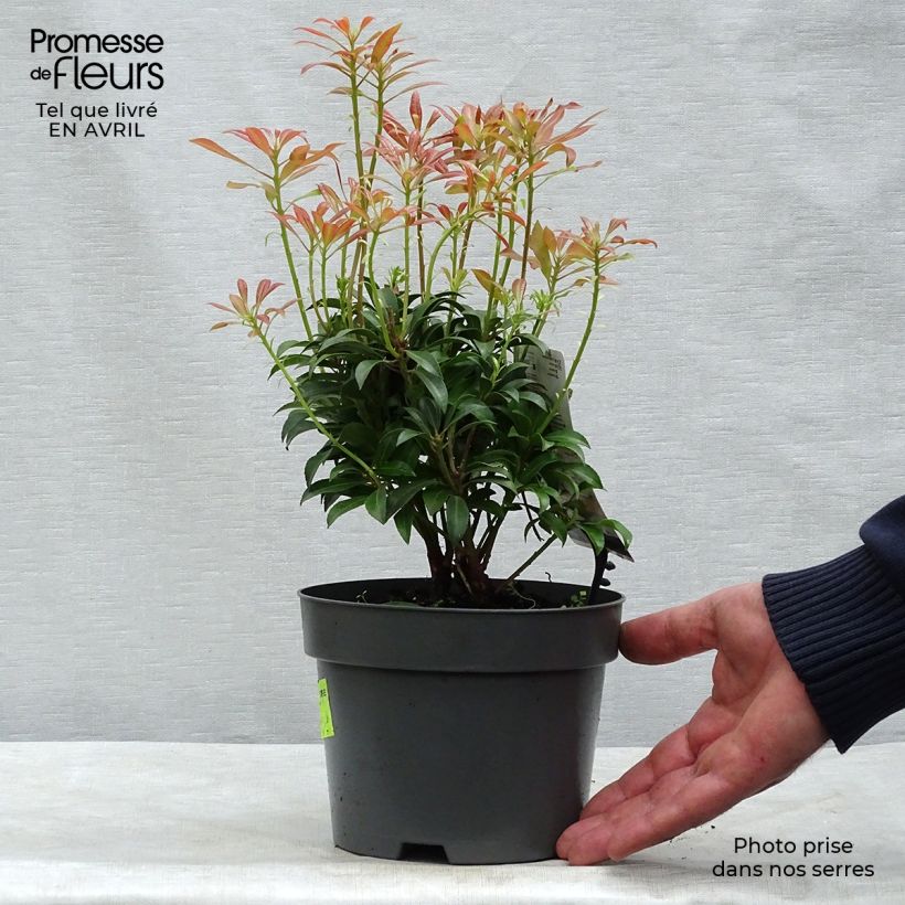 Amostra de Pieris japonica Passion Vaso de 2 L/3 L tal como entregue na primavera