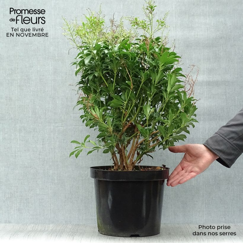 Amostra de Pieris japonica Passion Vaso de 6 L/7 L tal como entregue no outono