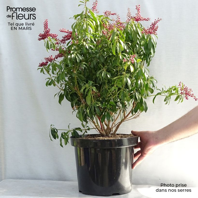 Amostra de Andromède du Japon - Pieris japonica Passion Vaso de 6 L/7 L tal como entregue no inverno