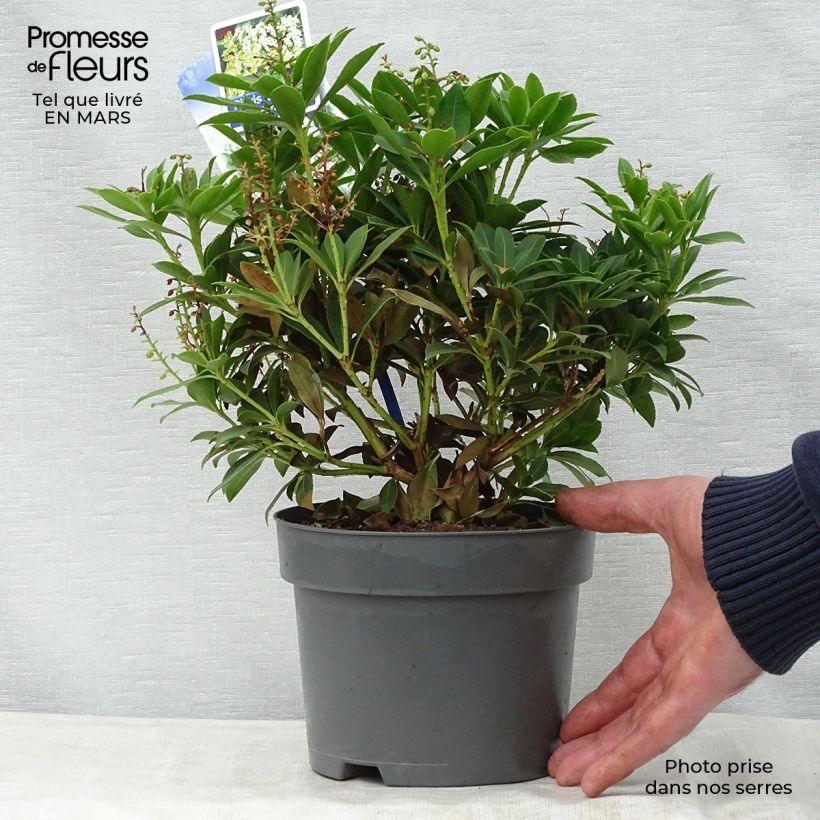 Amostra de Pieris japonica Purity Vaso de 3 L/4 L tal como entregue na primavera
