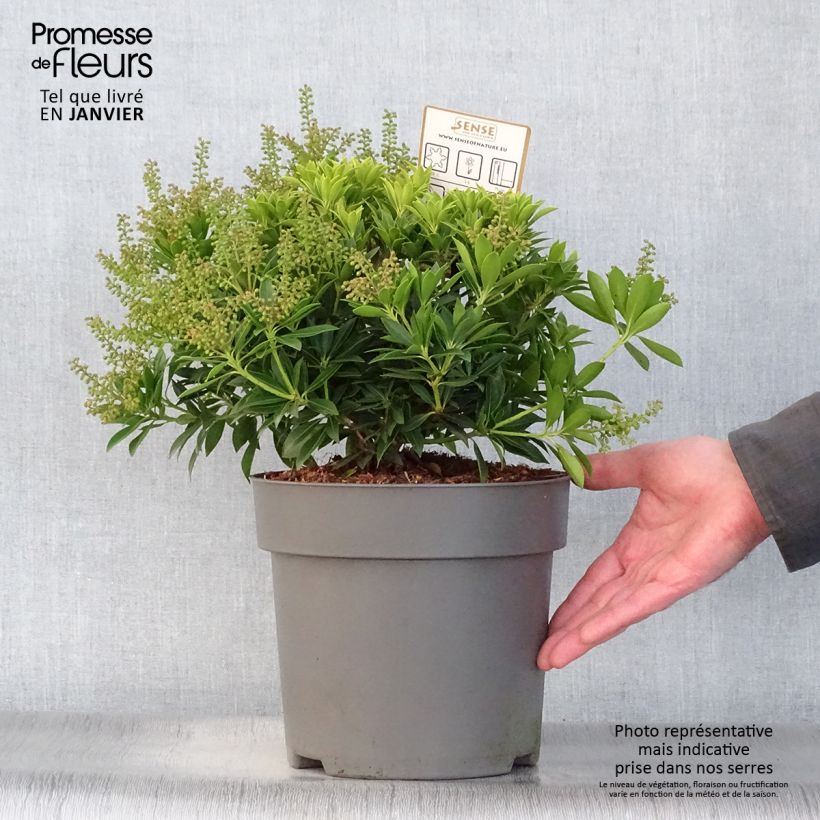 Amostra de Andromède du Japon - Pieris japonica Purity Vaso de 3 L/4 L tal como entregue no inverno