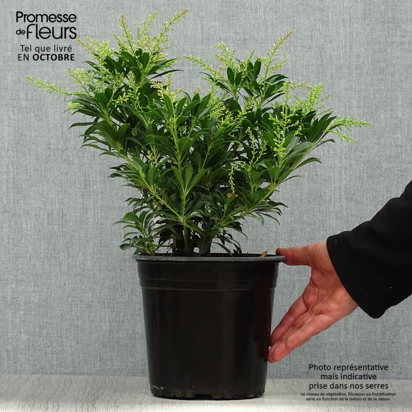 Amostra de Pieris japonica Purity Vaso de 3 L/4 L tal como entregue no outono