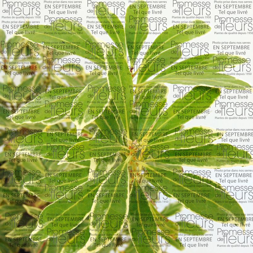 Pieris japonica Ralto Rose (Folhagem)