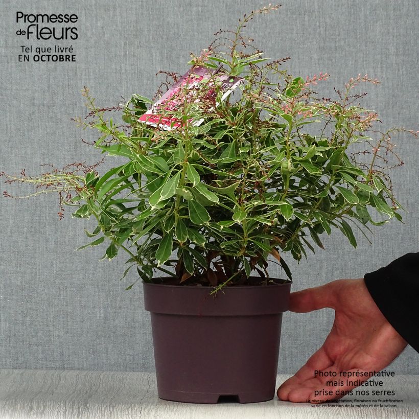 Amostra de Pieris japonica Ralto Rose Vaso de 2 L/3 L tal como entregue no outono