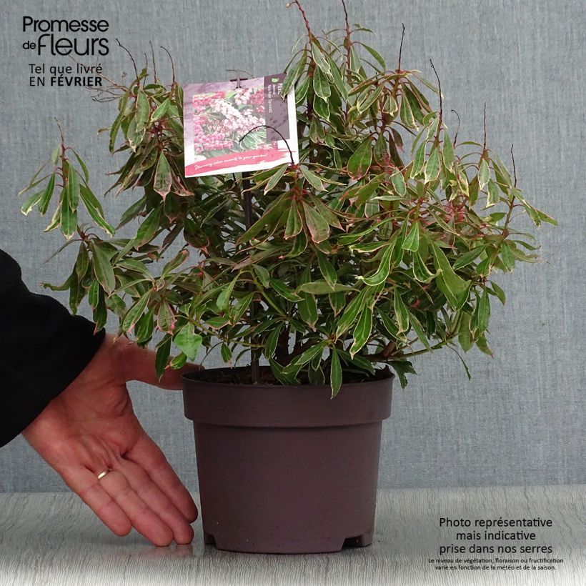 Amostra de Andromède du Japon - Pieris japonica Ralto Rose Vaso de 2 L/3 L tal como entregue no inverno