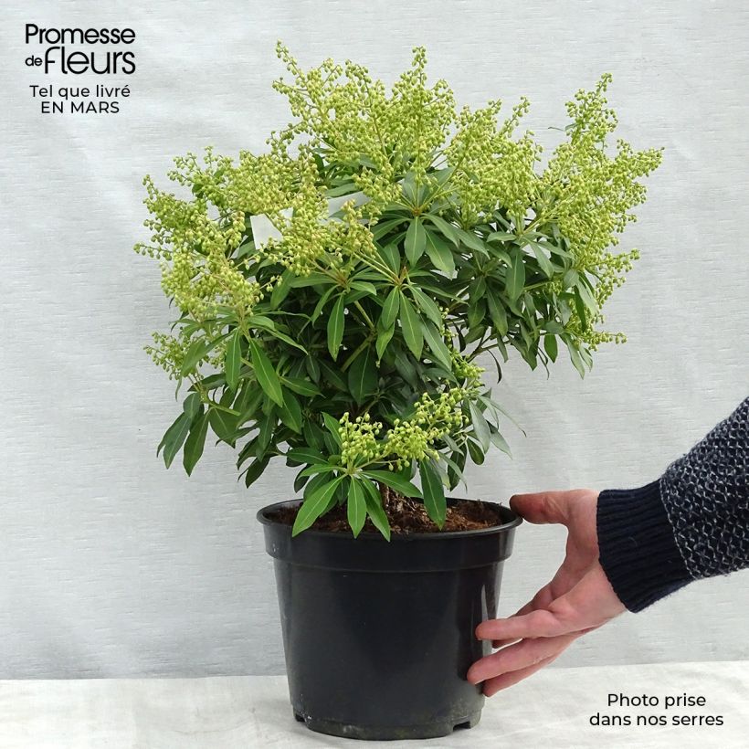 Amostra de Andromède du Japon - Pieris japonica Sarabande Vaso de 3 L/4 L tal como entregue no inverno