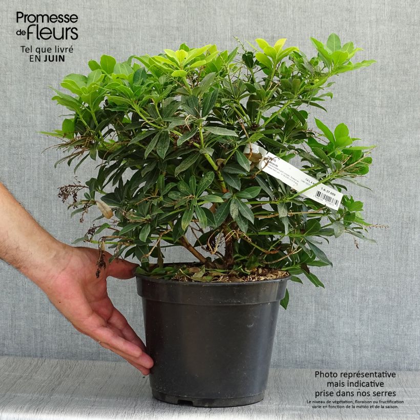 Amostra de Pieris japonica Sarabande Vaso de 3 L/4 L tal como entregue no verão