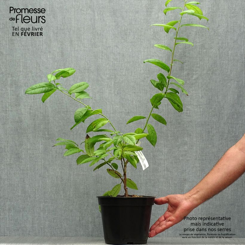 Amostra de Oxydendron arboreum Vaso de 4 L/5 L tal como entregue no outono