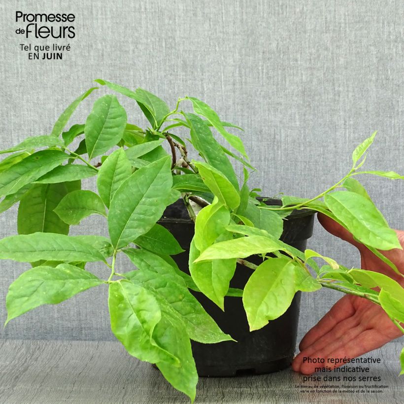 Amostra de Oxydendron arboreum Vaso de 4 L/5 L tal como entregue no verão