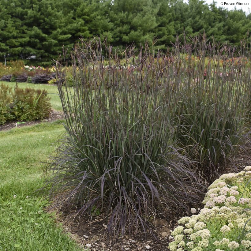 Andropogon gerardii Blackhawks (Hábito)
