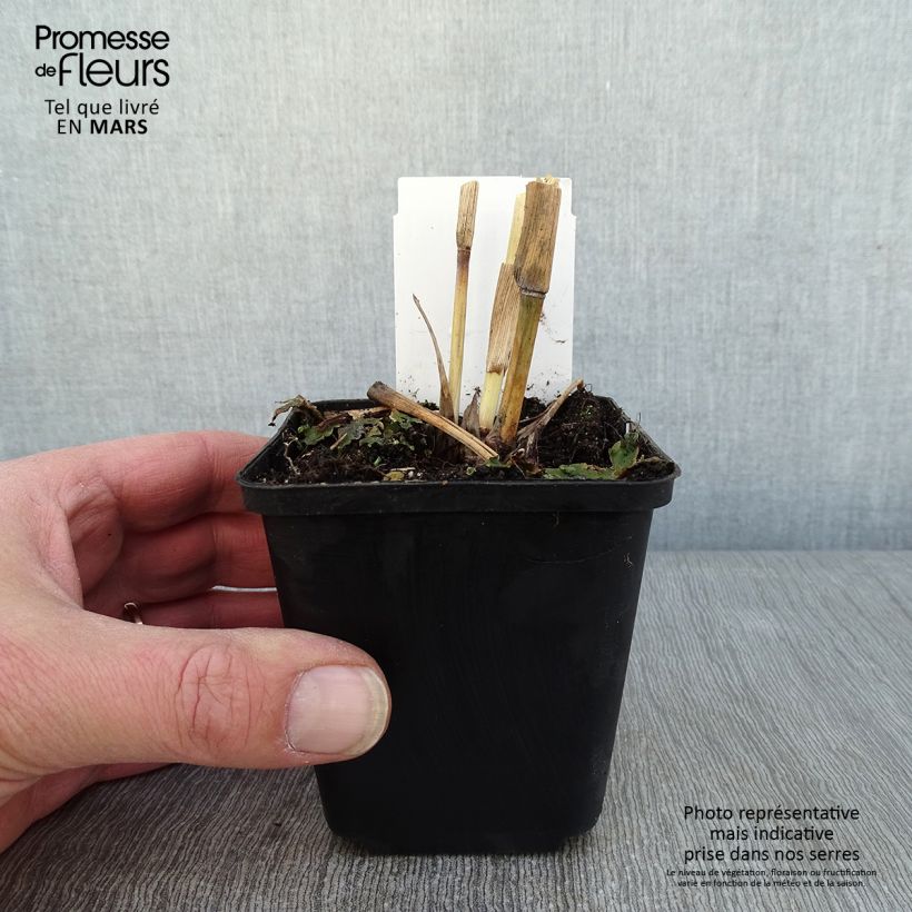 Amostra de Andropogon gerardii Blackhawks Vaso de 8/9 cm tal como entregue no inverno