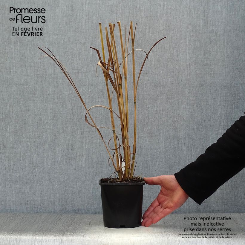 Amostra de Andropogon gerardii Blackhawks Vaso de 2 L/3 L tal como entregue no inverno