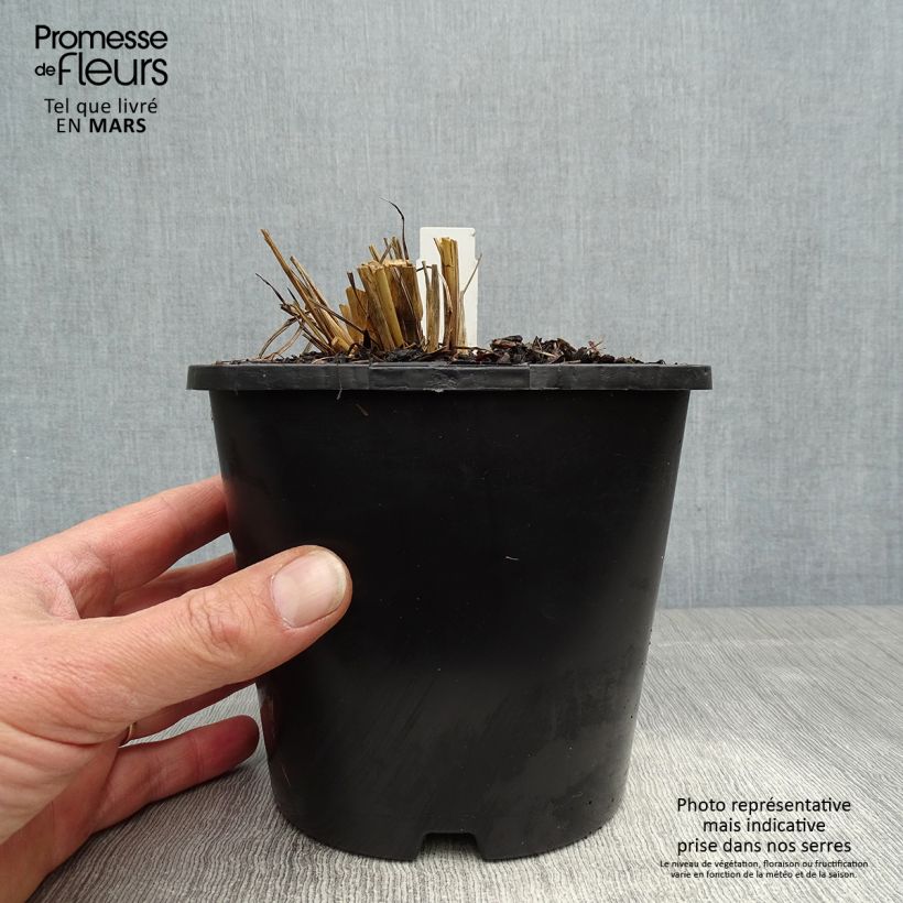 Amostra de Andropogon gerardii Blackhawks Vaso de 2 L/3 L tal como entregue na primavera