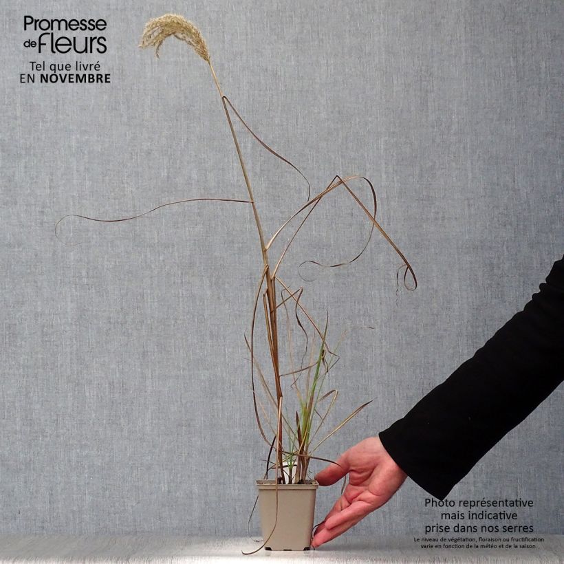 Amostra de Andropogon gerardii Prairie Sommer Vaso de 8/9 cm tal como entregue no outono