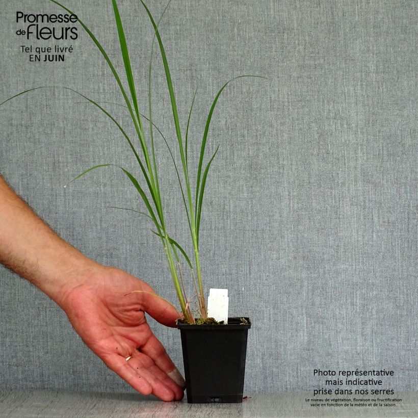 Amostra de Andropogon gerardii Prairie Sommer Vaso de 8/9 cm tal como entregue no verão
