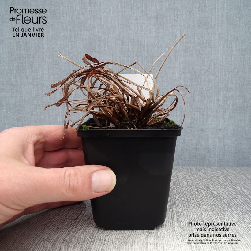 Amostra de Andropogon gerardii Red October - Barbon de Gerard Godet de 8/9 cm tal como entregue no inverno