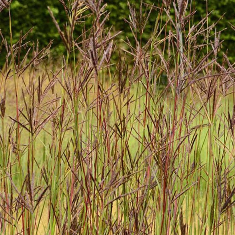 Andropogon hallii Purple Konza (Floração)