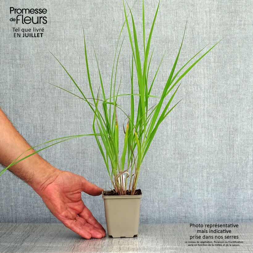 Amostra de Andropogon hallii Purple Konza Vaso de 8/9 cm tal como entregue no verão