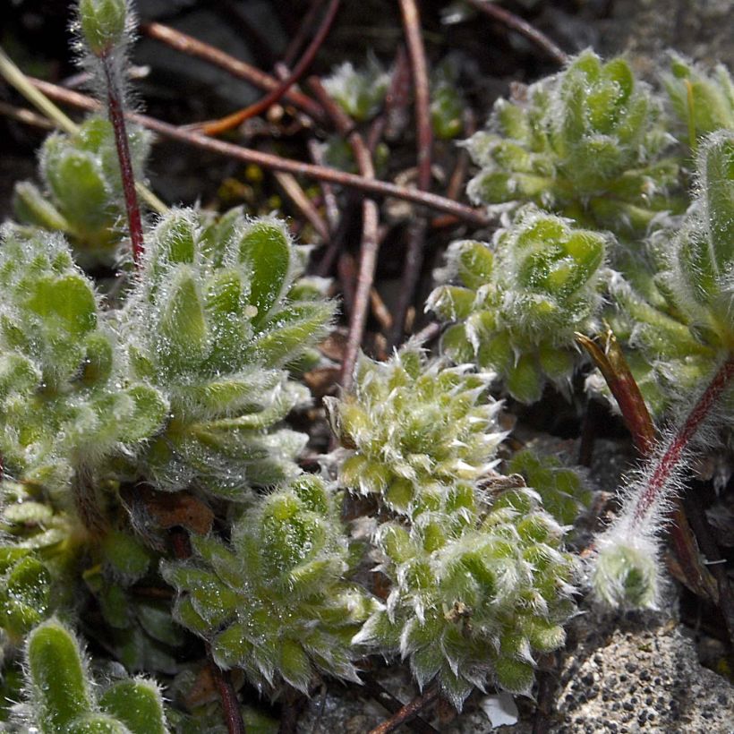 Androsace sarmentosa (Hábito)