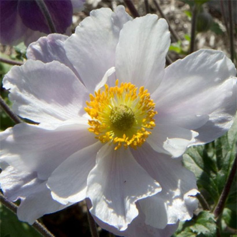 Anémona-do-japão Dreaming Swan - Anemone (Floração)