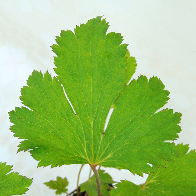 Anémona-do-japão Ruffled Swan - Anemone (Folhagem)
