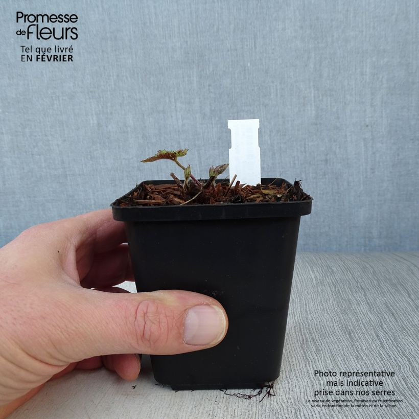 Amostra de Anémona-do-japão Ruffled Swan - Anemone Vaso de 8/9 cm tal como entregue no inverno