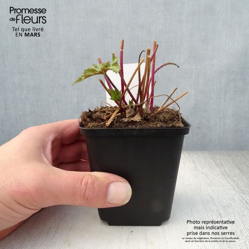 Amostra de Anémona-do-japão Ruffled Swan - Anemone Vaso de 8/9 cm tal como entregue na primavera