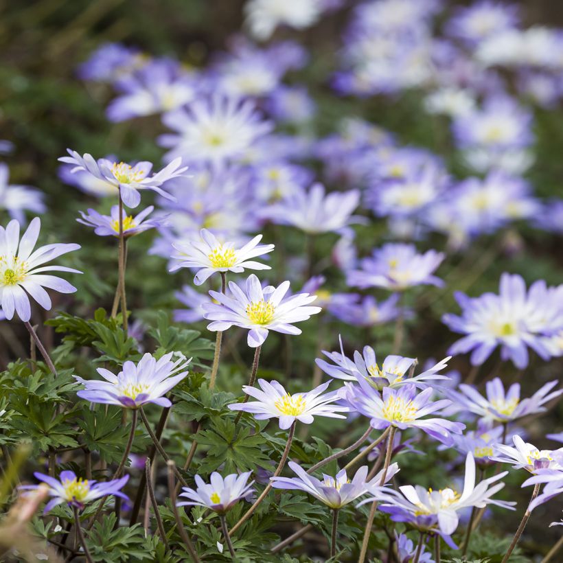 Anemone blanda Blue Splendour (Hábito)