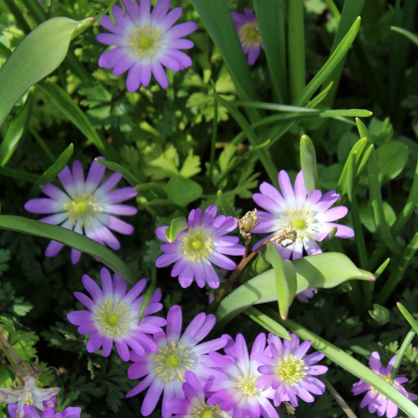 Anemone blanda Charmer (Floração)