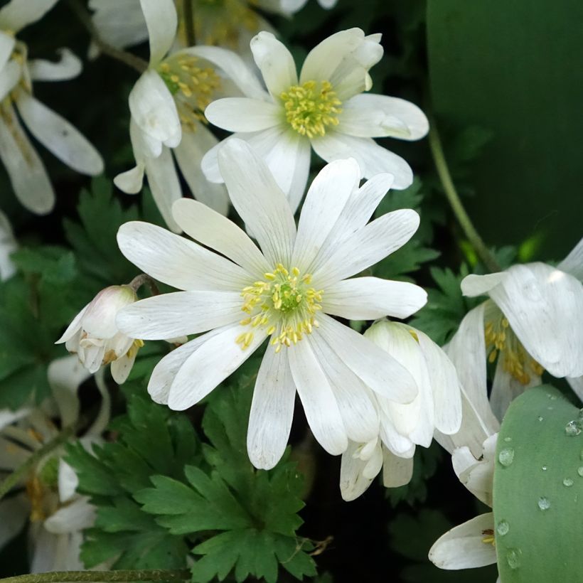 Anemone blanda White Splendour (Floração)