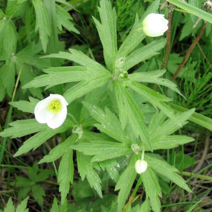 Anemone canadensis (Folhagem)