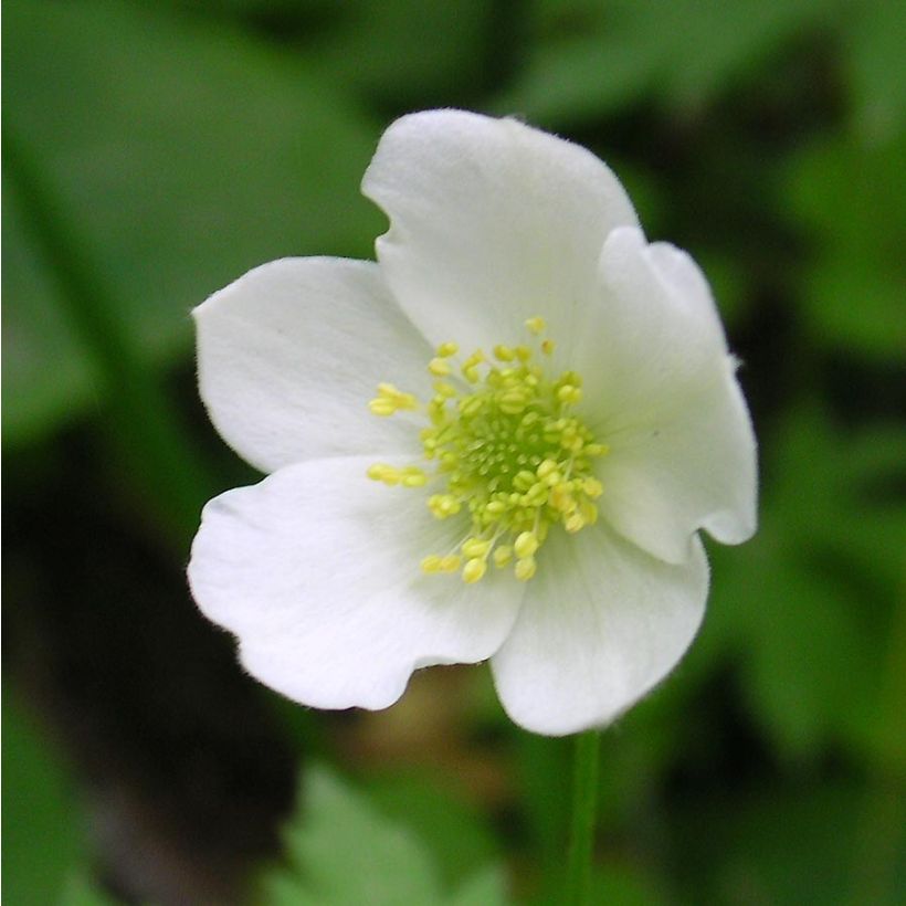 Anemone canadensis (Floração)