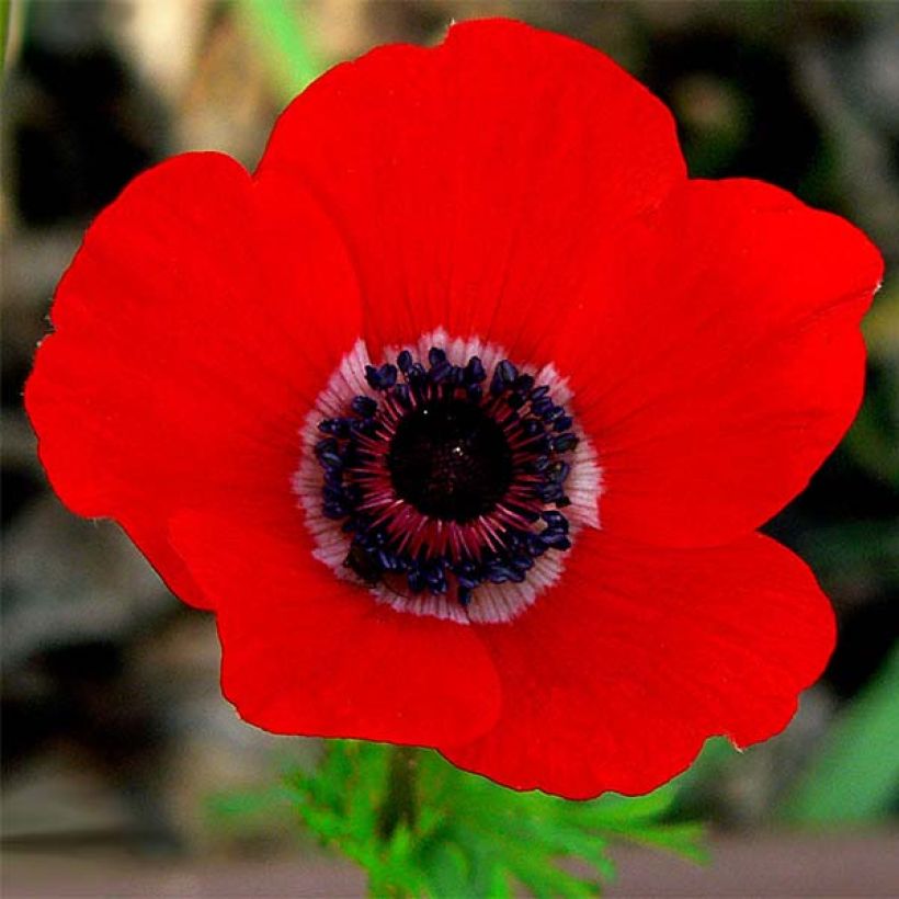 Anemone coronaria Hollandia (Floração)