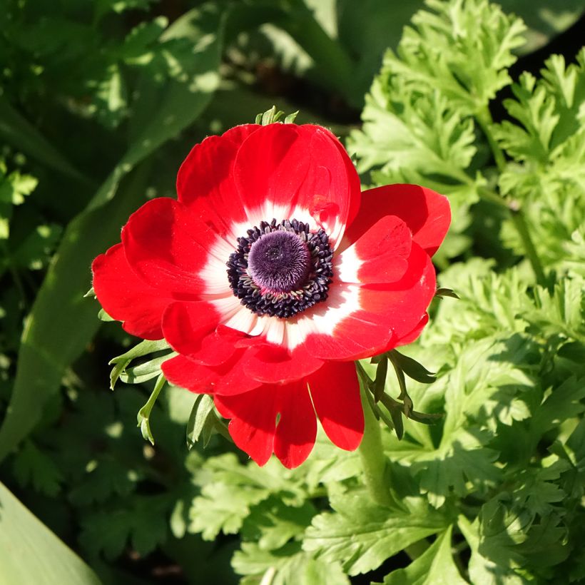 Anemone coronaria Hollandia (Floração)