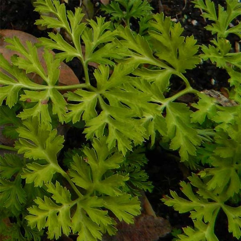 Anemone coronaria Mount Everest (Folhagem)