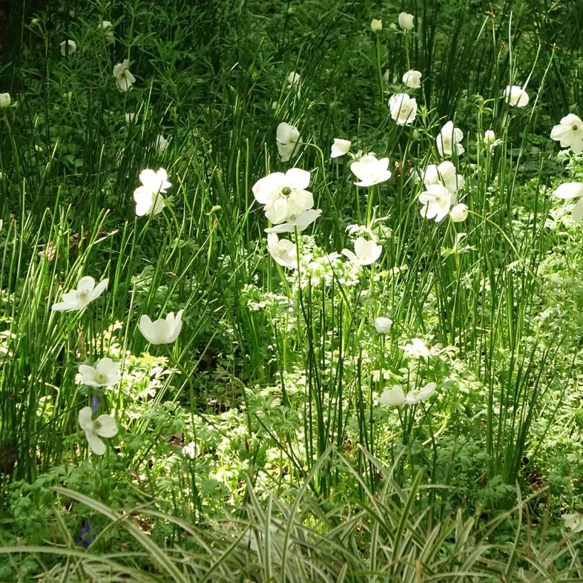 Anemone coronaria The Bride (Hábito)