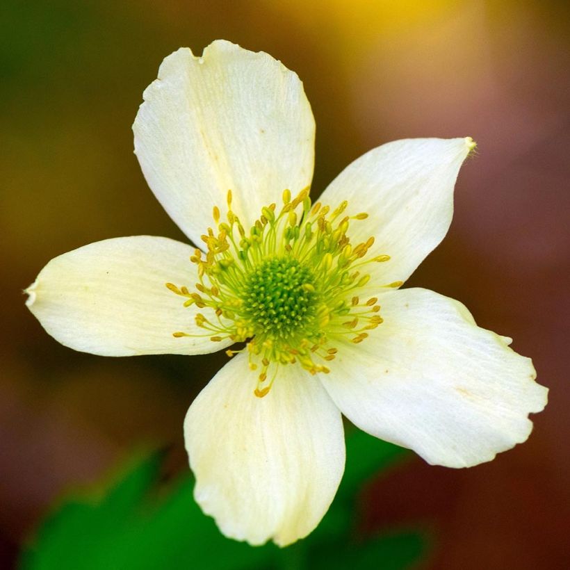 Anemone cylindrica (Floração)