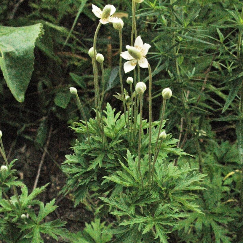 Anemone cylindrica (Hábito)