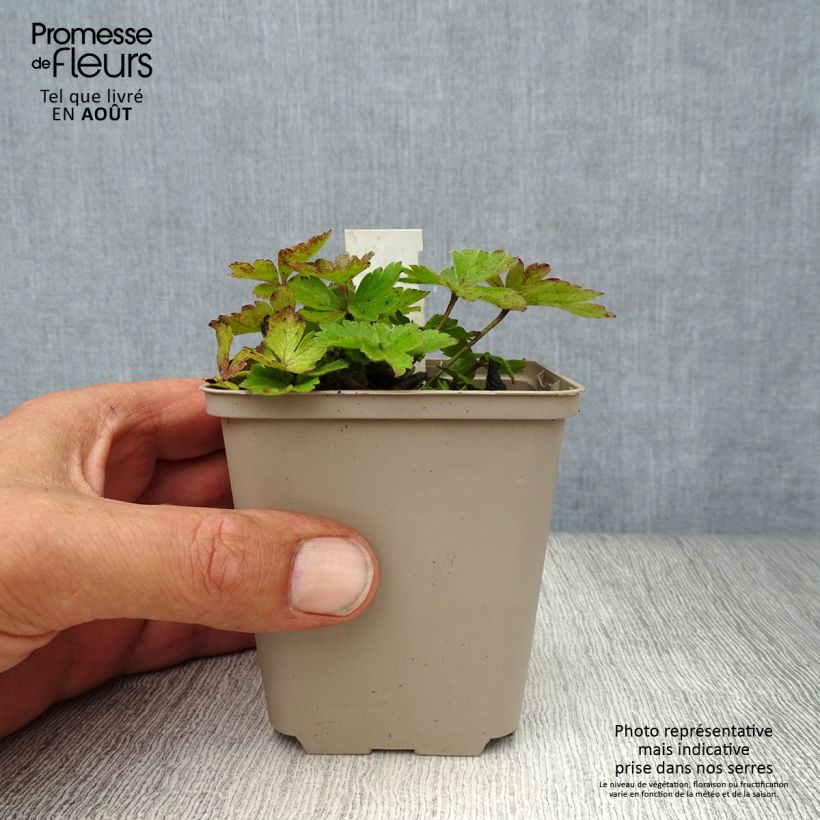 Amostra de Anemone cylindrica Vaso de 8/9 cm tal como entregue no verão