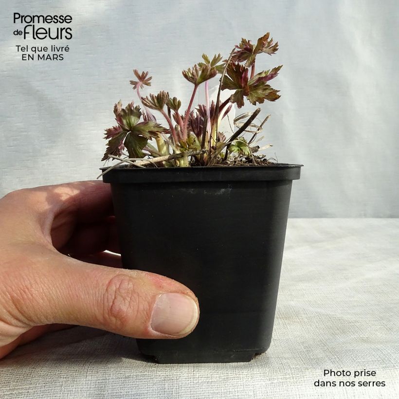 Amostra de Anemone cylindrica - Anémone cylindrique Vaso de 8/9 cm tal como entregue no inverno