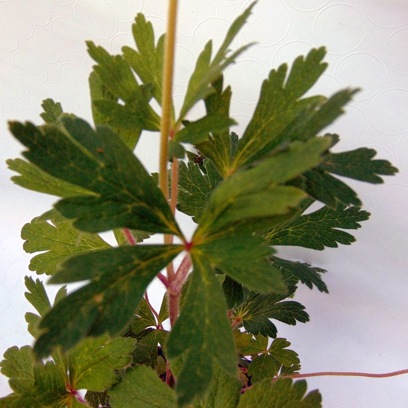 Anemone sylvestris - Anémona-silvestre (Folhagem)