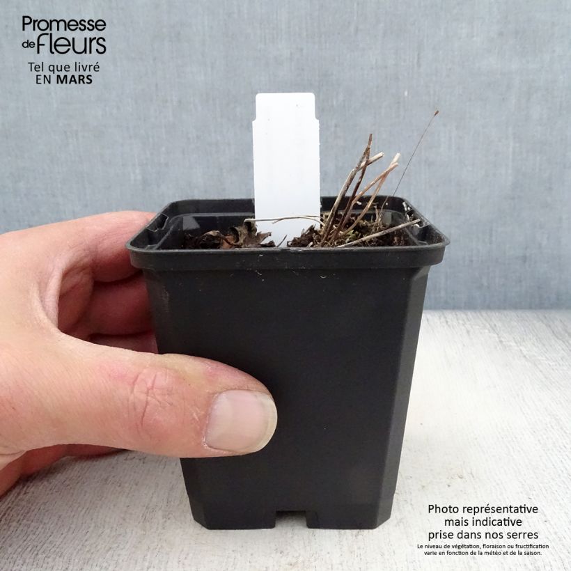 Amostra de Anemone rivularis Vaso de 8/9 cm tal como entregue na primavera