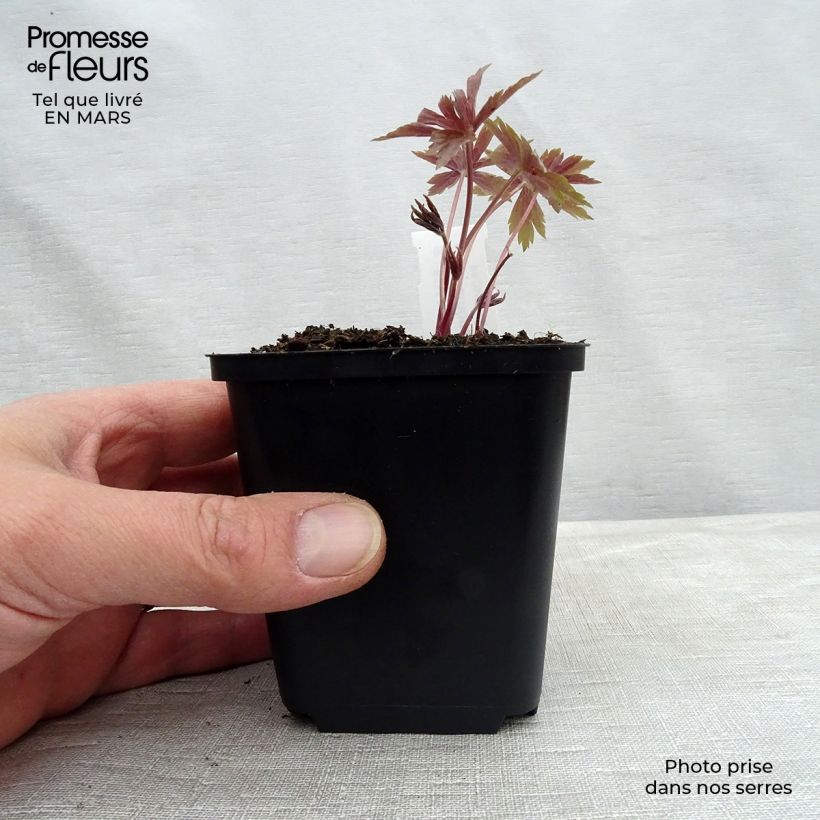 Amostra de Anemone canadensis Vaso de 8/9 cm tal como entregue na primavera