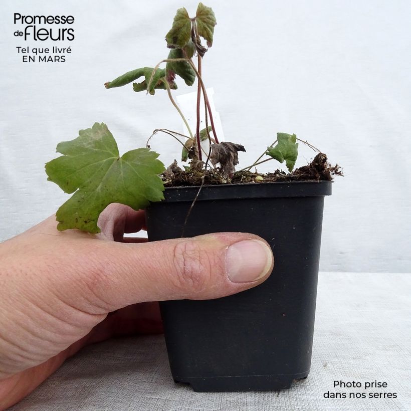 Amostra de Anémona-do-japão Bressingham Glow - Anemone × hybrida Vaso de 8/9 cm tal como entregue na primavera