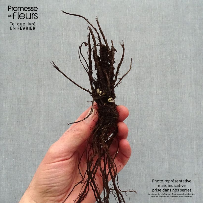 Amostra de Anémone du Japon Crispa (Lady Gilmour) Petites Racines nues tal como entregue no inverno