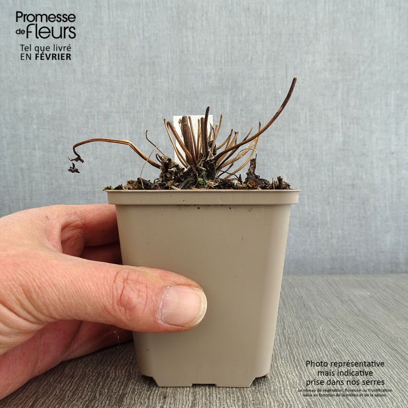 Amostra de Anémona-do-japão Fall in Love Sweetly - Anemone Vaso de 8/9 cm tal como entregue no inverno