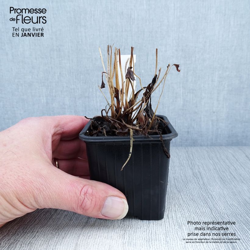 Amostra de Anémona-do-japão Fantasy Ariel - Anemone hupehensis Vaso de 8/9 cm tal como entregue no inverno