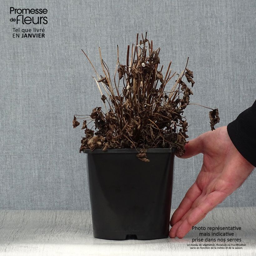 Amostra de Anémona-do-japão Fantasy Ariel - Anemone hupehensis Vaso de 2 L/3 L tal como entregue no inverno