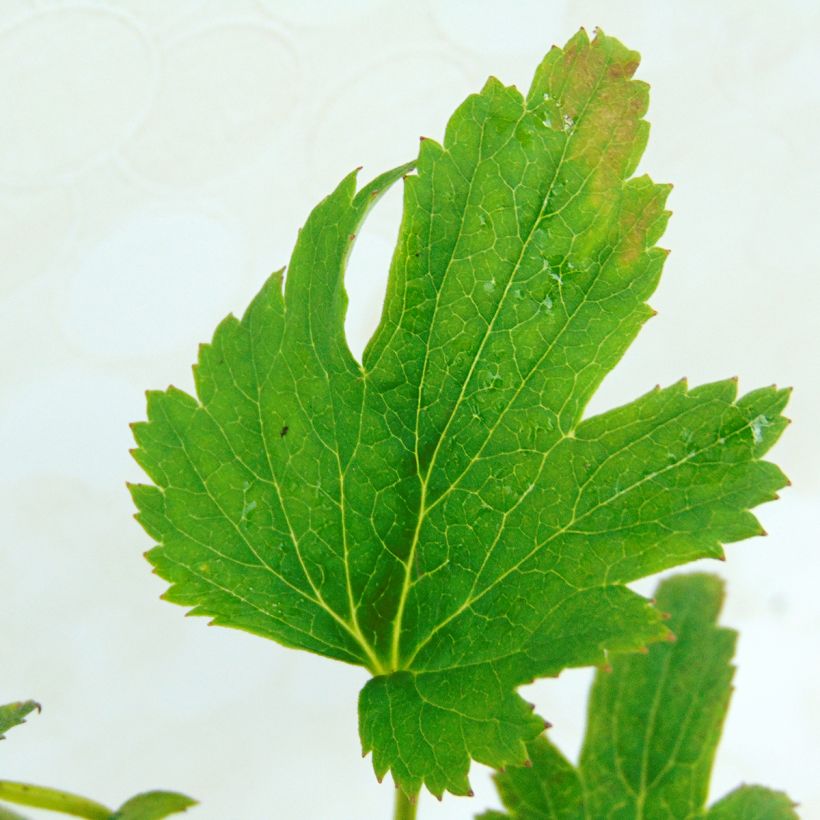 Anémona-do-japão Fantasy Cinderella - Anemone × hybrida (Folhagem)