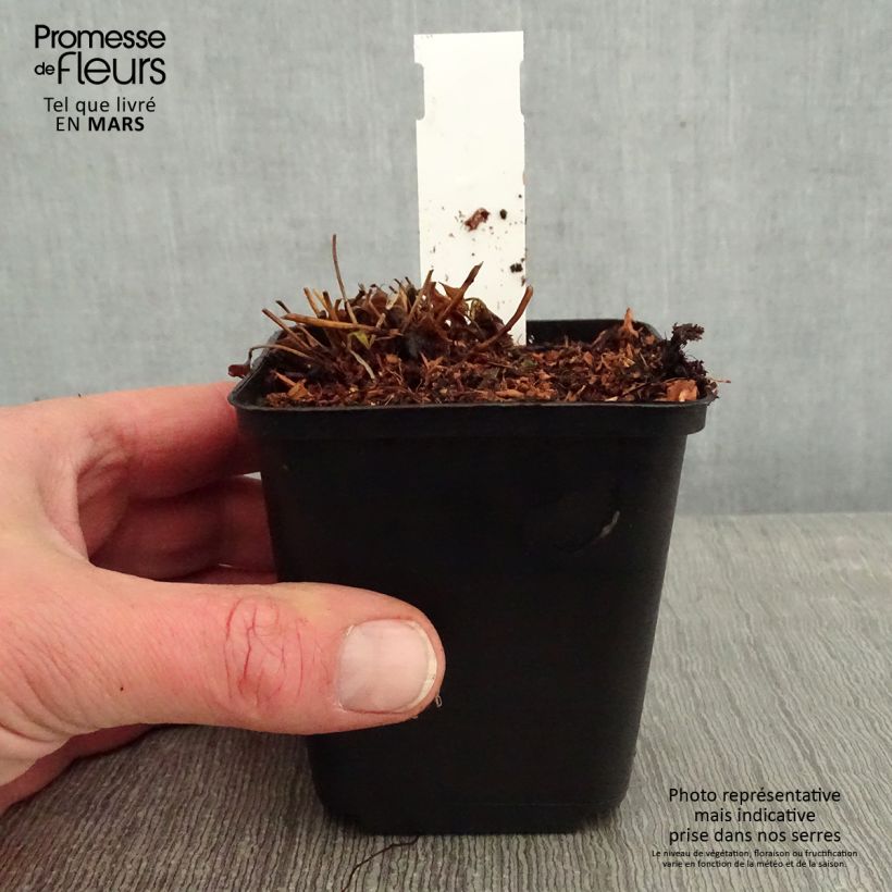 Amostra de Anémone du Japon Fantasy Cinderella Vaso de 8/9 cm tal como entregue no inverno